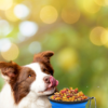 Comedero plegable de silicona para perros - Image 2
