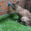 Juguete Bombón para gatos con hierba gatera de aguacate - Image 3